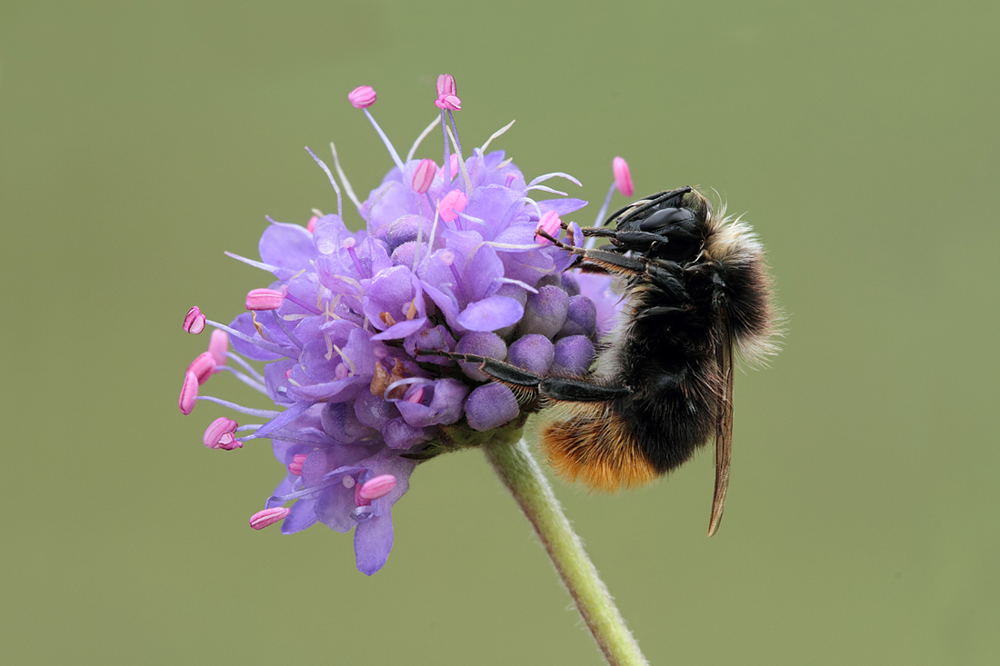 Red-Tailed Bumble Bee